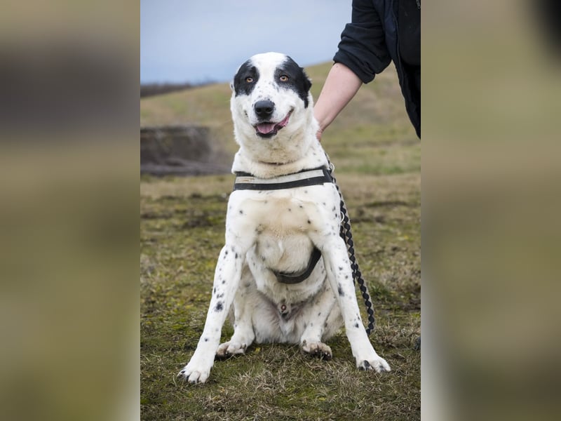 Baltazar-SI – Sanfter Riese sucht Riesen-Körbchen!