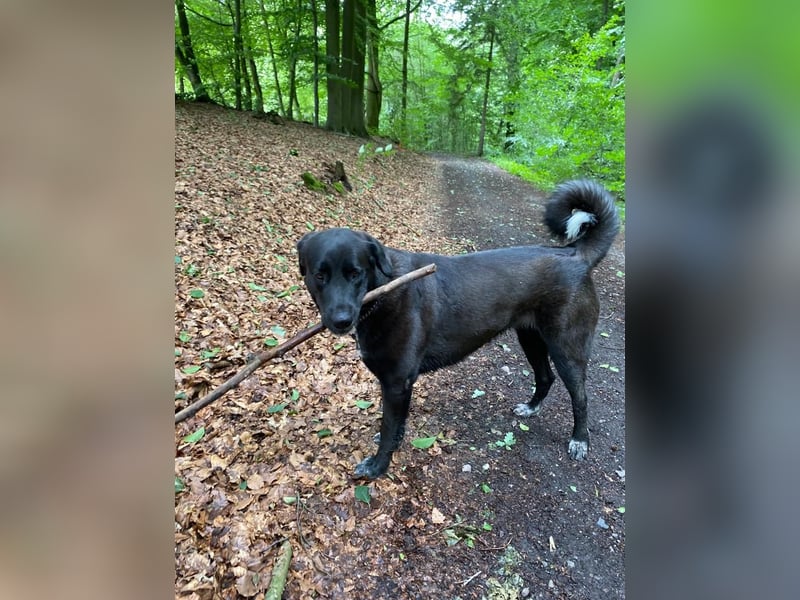 Wir suchen ein neues Zuhause