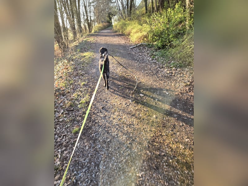 Wir suchen ein neues Zuhause