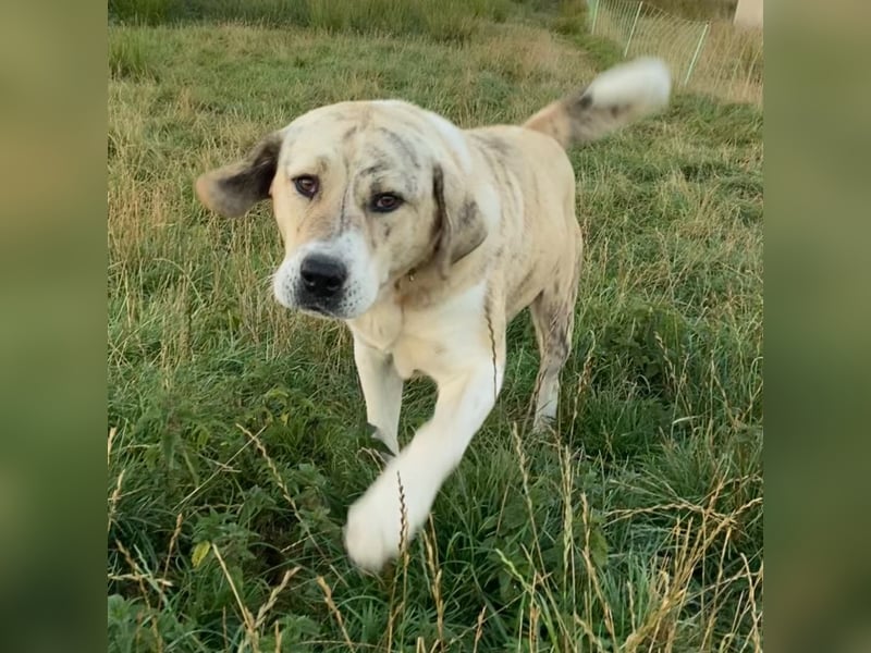 Alabai Zentral Asiatischer Owtscharka