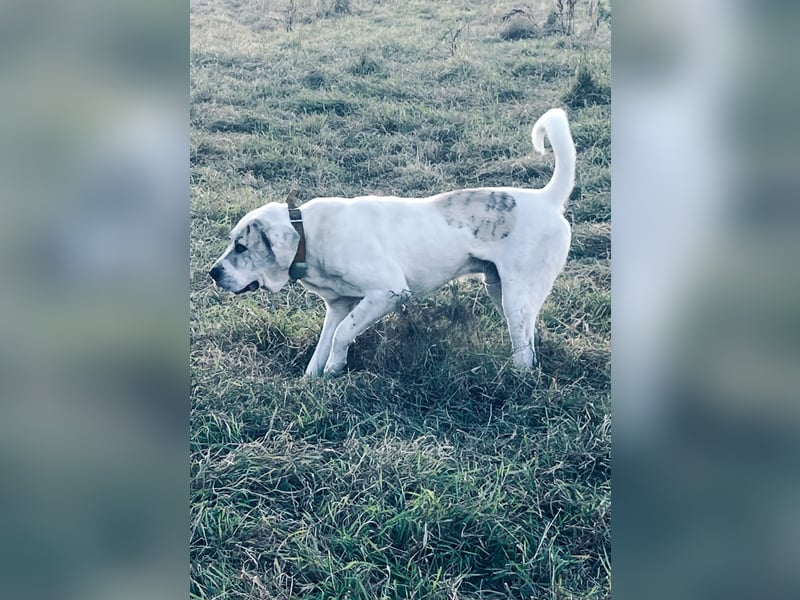 Alabai Zentral Asiatischer Owtscharka