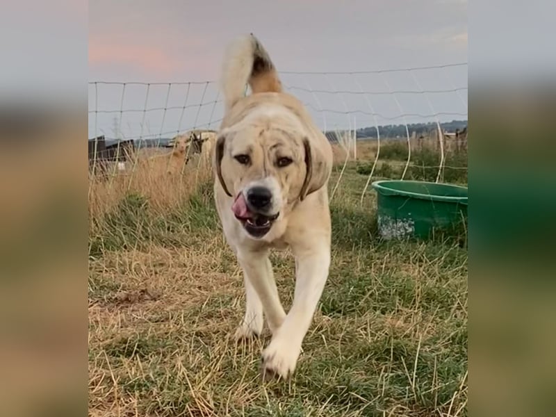 Alabai Zentral Asiatischer Owtscharka