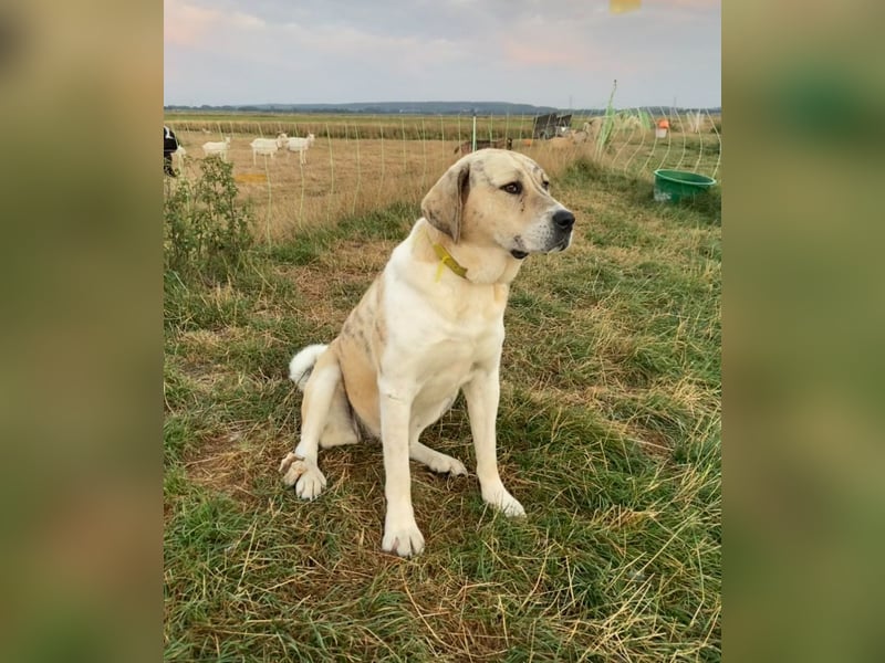 Alabai Zentral Asiatischer Owtscharka