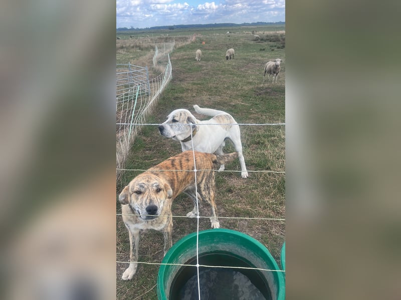 Alabai Zentral Asiatischer Owtscharka