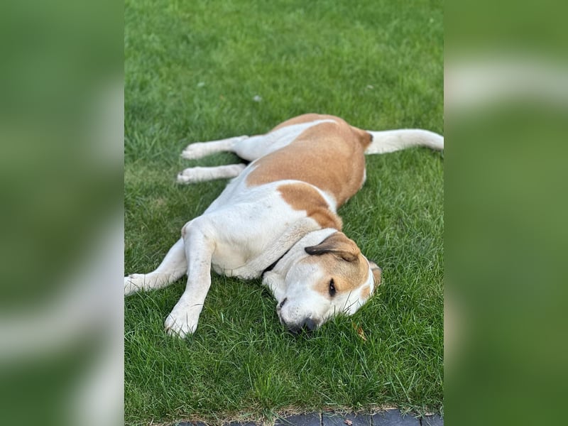 Zentralasiatische Owtscharka-Hündin „Luna“ sucht neues Zuhause