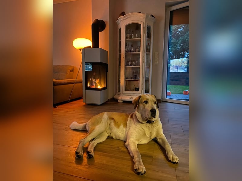 Zentralasiatische Owtscharka-Hündin „Luna“ sucht neues Zuhause