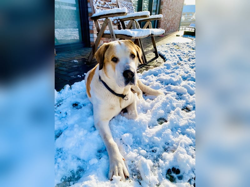 Zentralasiatische Owtscharka-Hündin „Luna“ sucht neues Zuhause