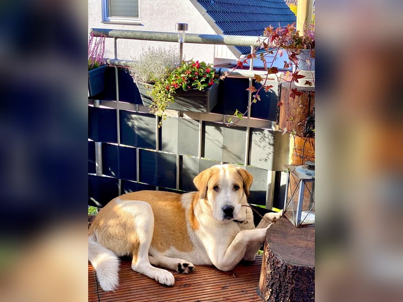 Zentralasiatische Owtscharka-Hündin „Luna“ sucht neues Zuhause