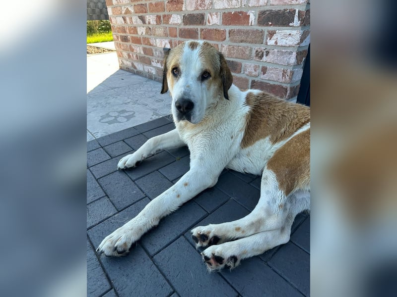 Zentralasiatische Owtscharka-Hündin „Luna“ sucht neues Zuhause