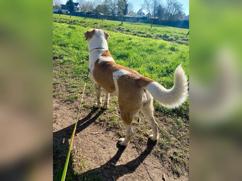 Zentralasiatische Owtscharka-Hündin „Luna“ sucht neues Zuhause