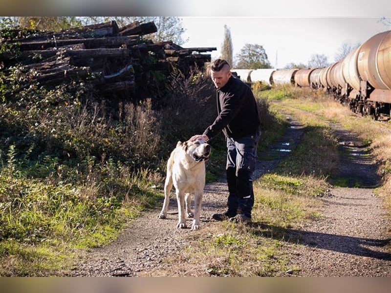 THOR - Owtscharka Mix - Herdenschutz- und Wachhund, Einzelgänger, dominant, braucht Konsequenz