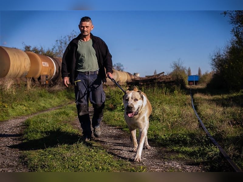 THOR - Owtscharka Mix - Herdenschutz- und Wachhund, Einzelgänger, dominant, braucht Konsequenz