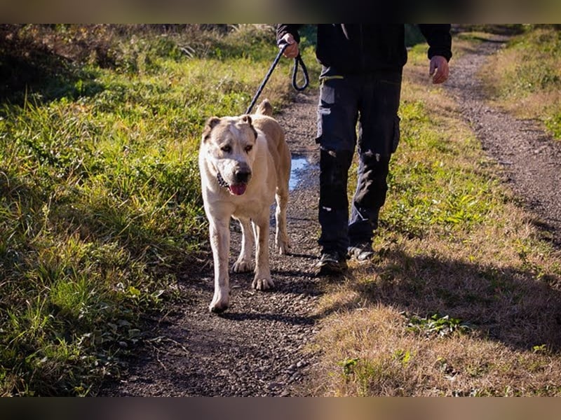 THOR - Owtscharka Mix - Herdenschutz- und Wachhund, Einzelgänger, dominant, braucht Konsequenz