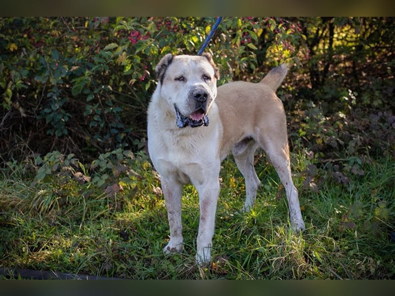 THOR - Owtscharka Mix - Herdenschutz- und Wachhund, Einzelgänger, dominant, braucht Konsequenz