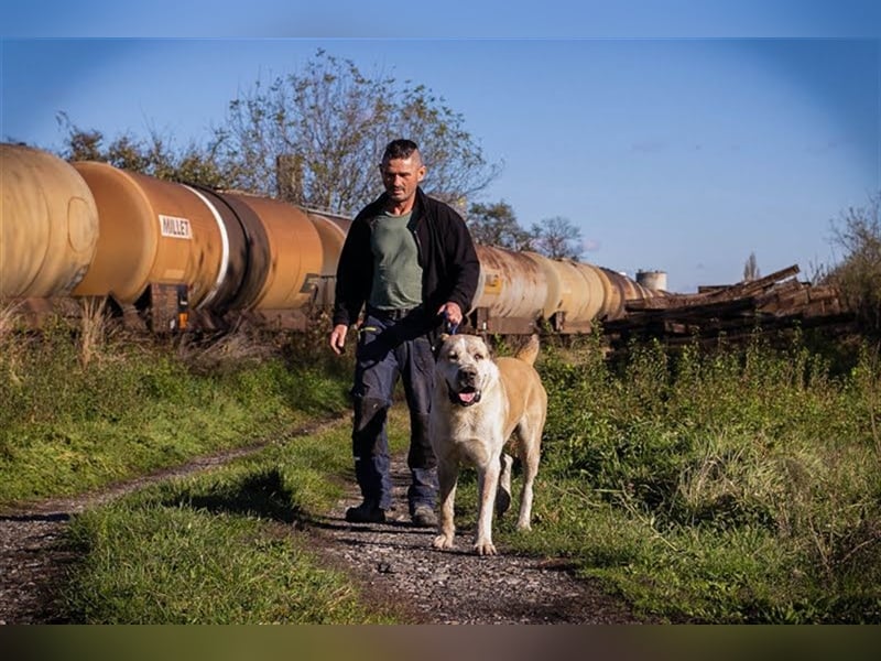 THOR - Owtscharka Mix - Herdenschutz- und Wachhund, Einzelgänger, dominant, braucht Konsequenz