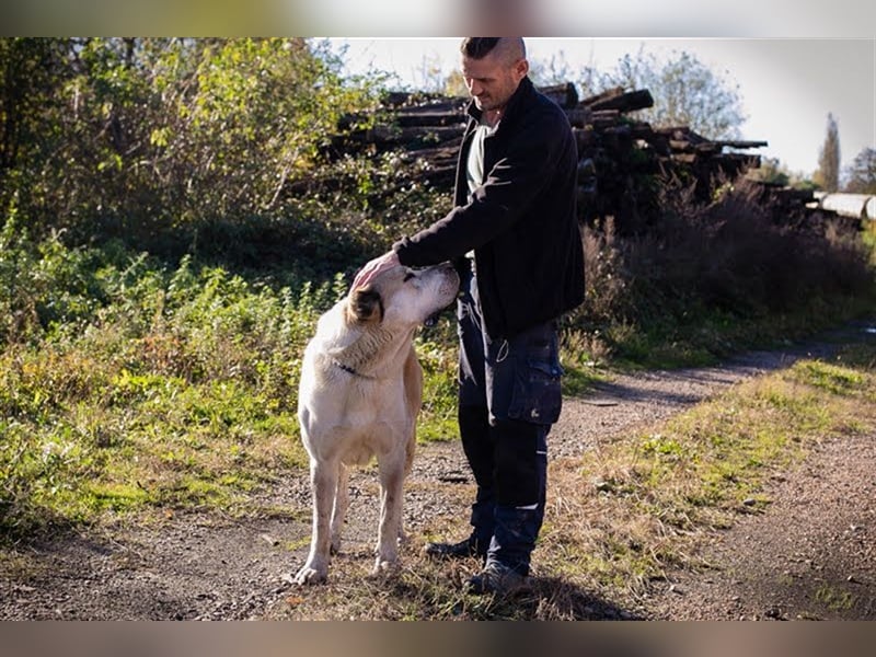 THOR - Owtscharka Mix - Herdenschutz- und Wachhund, Einzelgänger, dominant, braucht Konsequenz