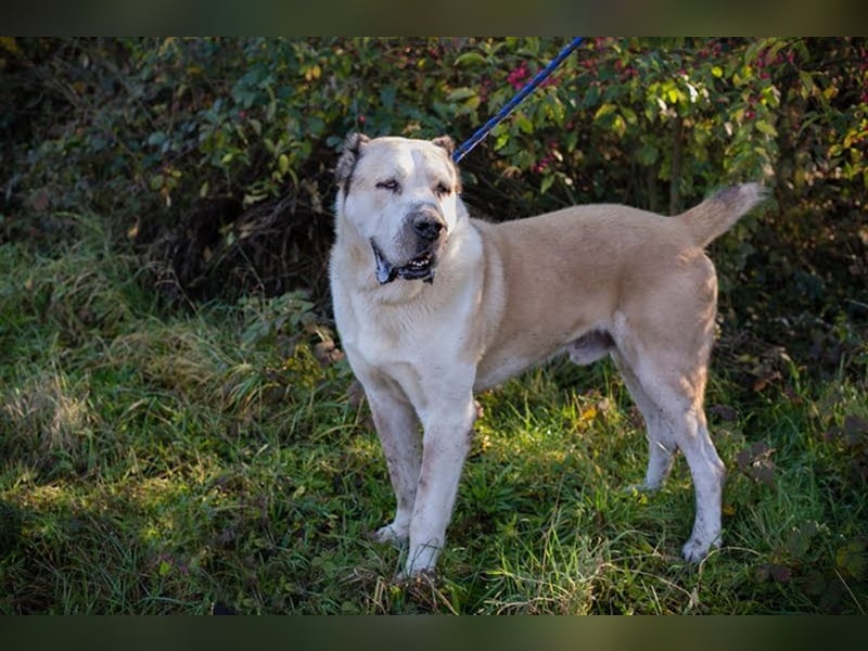 THOR - Owtscharka Mix - Herdenschutz- und Wachhund, Einzelgänger, dominant, braucht Konsequenz