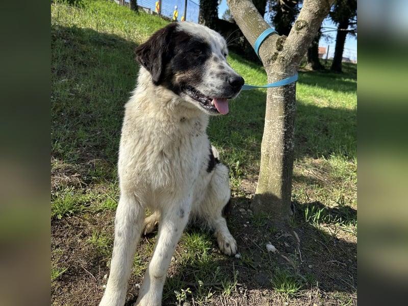 Oreo ein liebesbedürftiger Kerl