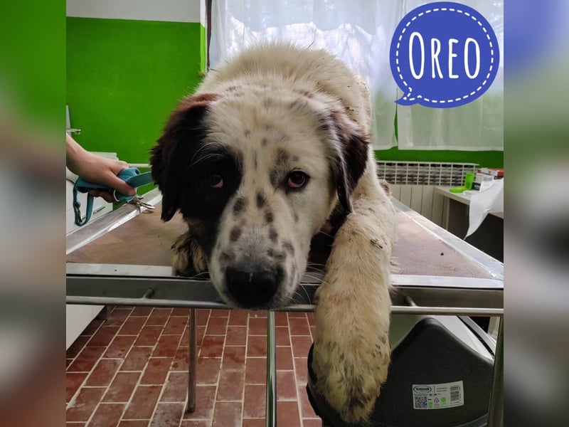 Oreo ein liebesbedürftiger Kerl