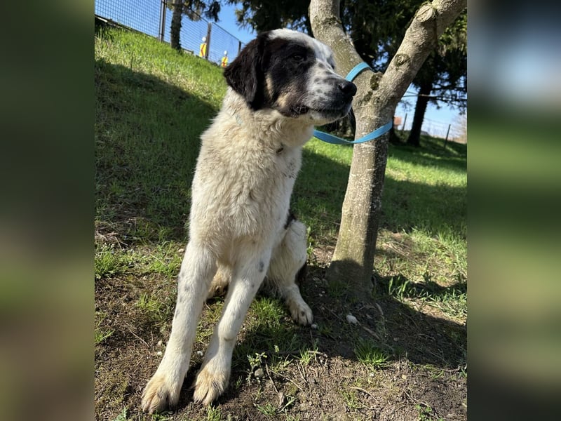 Oreo ein liebesbedürftiger Kerl
