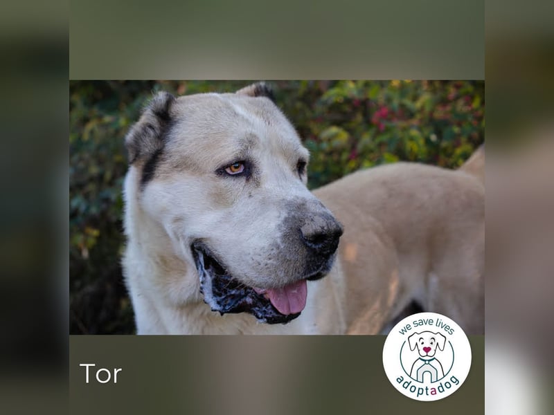 Tor: Großer Kerl mit weichem Herzen