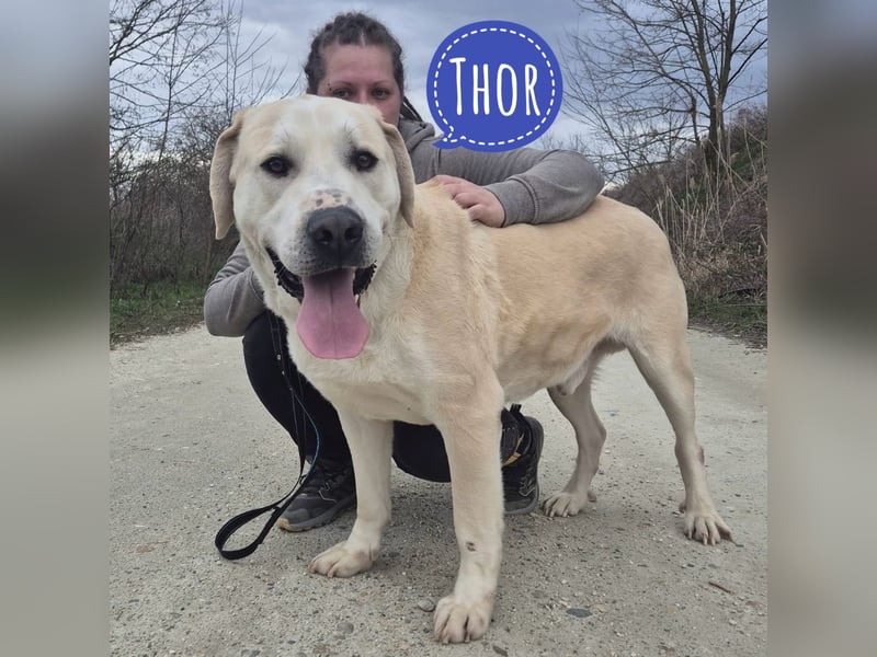 Thor ein Prachtexemplar