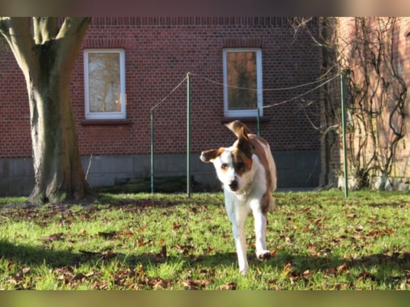 KOBI - agiler Jungspund