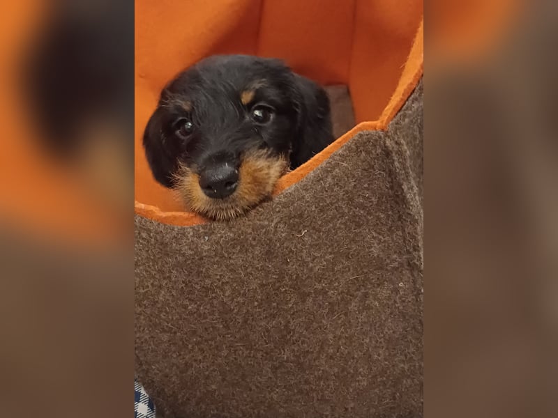 Zwergteckel Rauhhaar