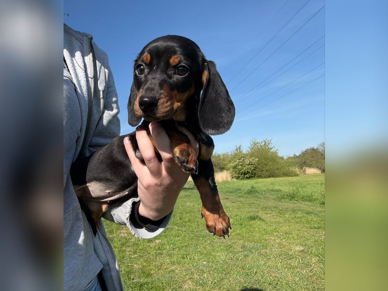 Zwergdackel schoko tan Black tan welpen