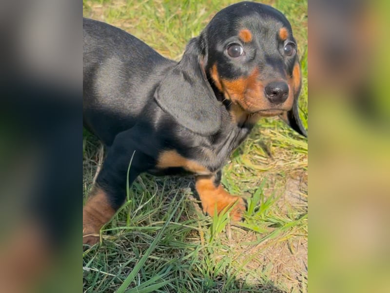Zwergdackel schoko tan Black tan welpen