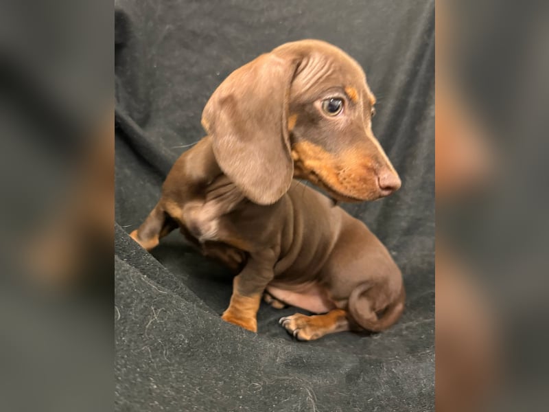 Zwergdackel schoko tan Black tan welpen