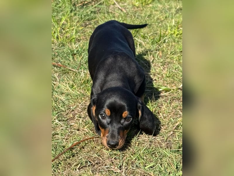 Zwergdackel schoko tan Black tan welpen