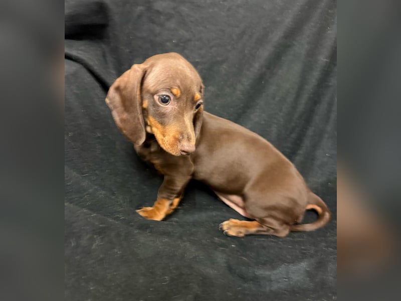 Zwergdackel schoko tan Black tan welpen