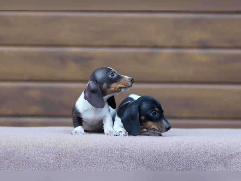 Zwergdackelwelpen in piebald