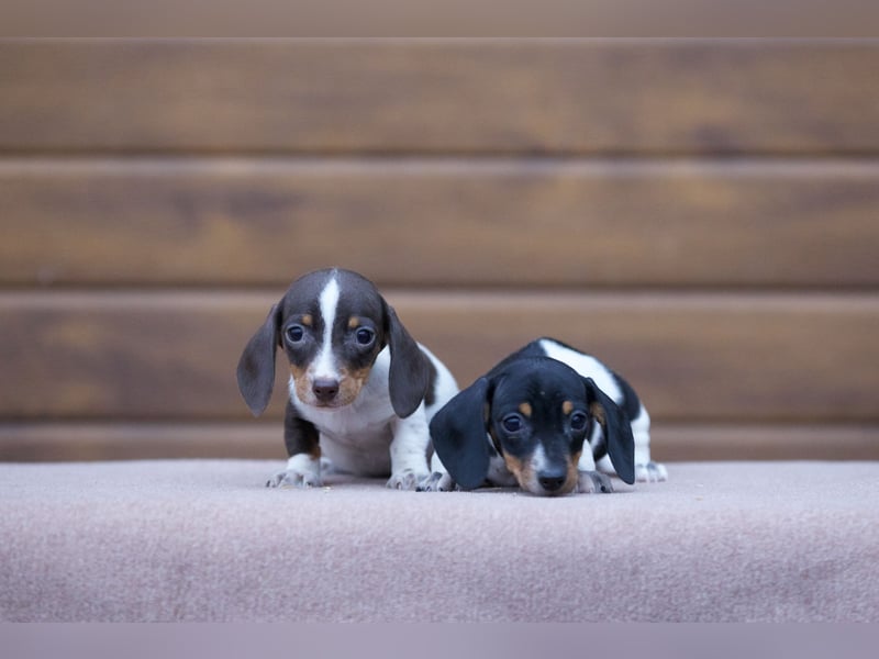 Zwergdackelwelpen in piebald