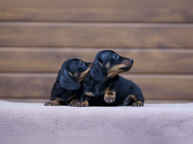 Zwergdackelwelpe in black tan