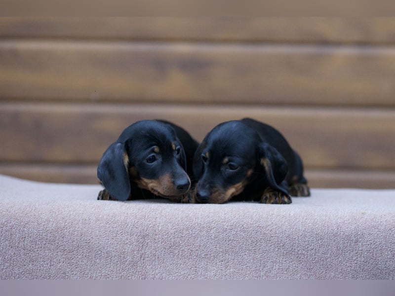 Zwergdackelwelpe in black tan