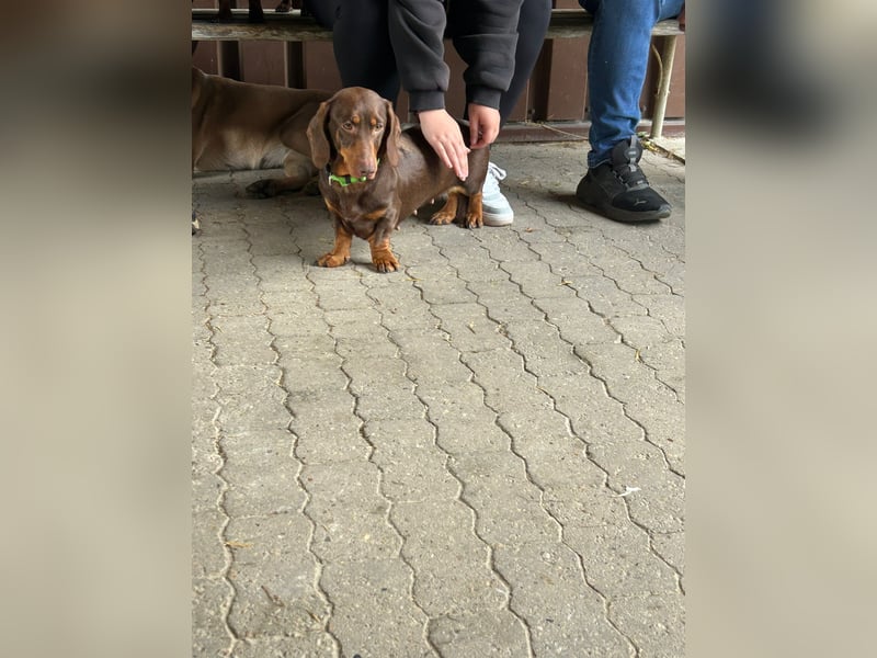 *Die süße Zwergdackeldame sucht ein liebevolles Zuhause!*