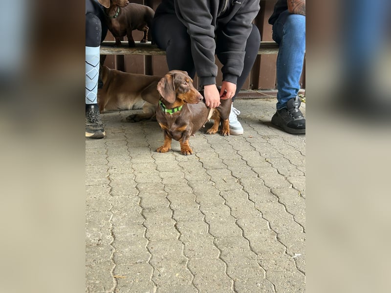 *Die süße Zwergdackeldame sucht ein liebevolles Zuhause!*