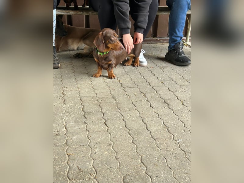 *Die süße Zwergdackeldame sucht ein liebevolles Zuhause!*