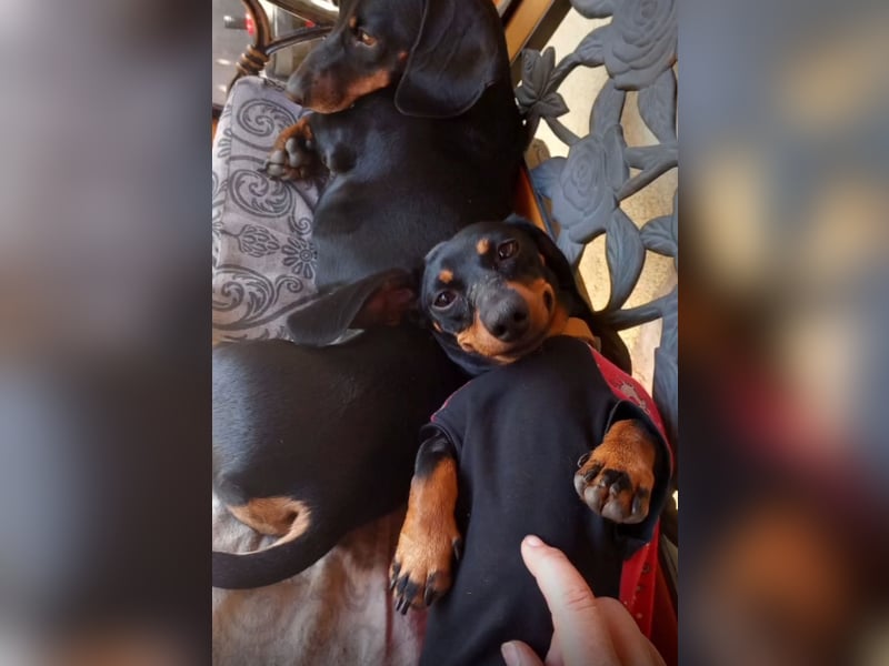 Zwergchen PIPPI sucht ihren Menschen und Dackelkumpel