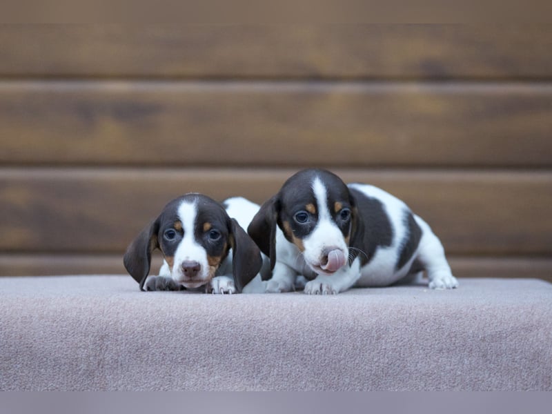 Bunte Zwergdackelwelpen in black tan und piebald