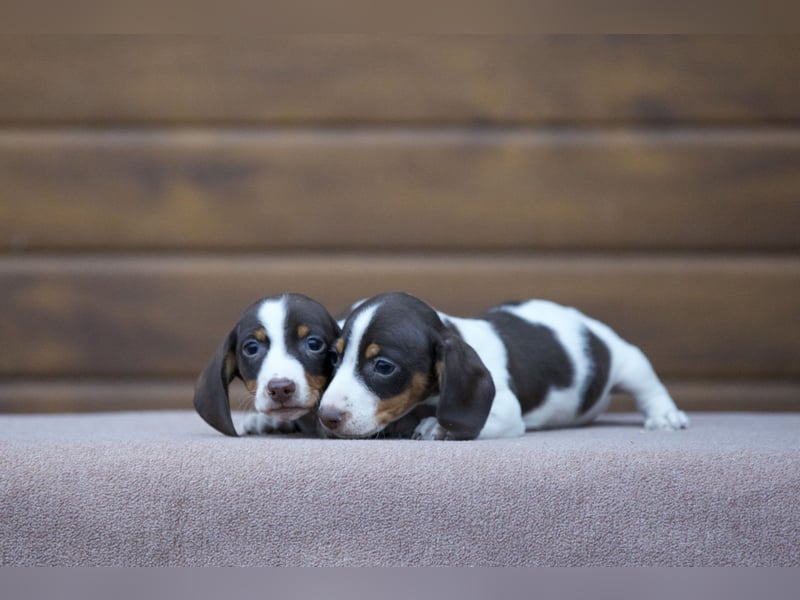 Bunte Zwergdackelwelpen in black tan und piebald