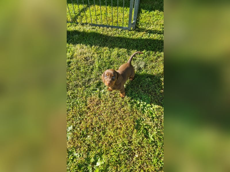 Reinrassige Zwergdackelwelpen
