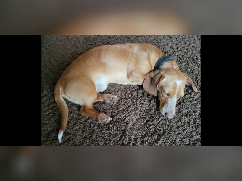 Zwergdackel Deckrüde