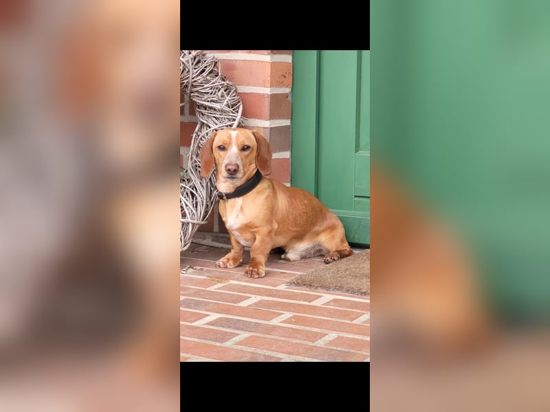 Zwergdackel Deckrüde