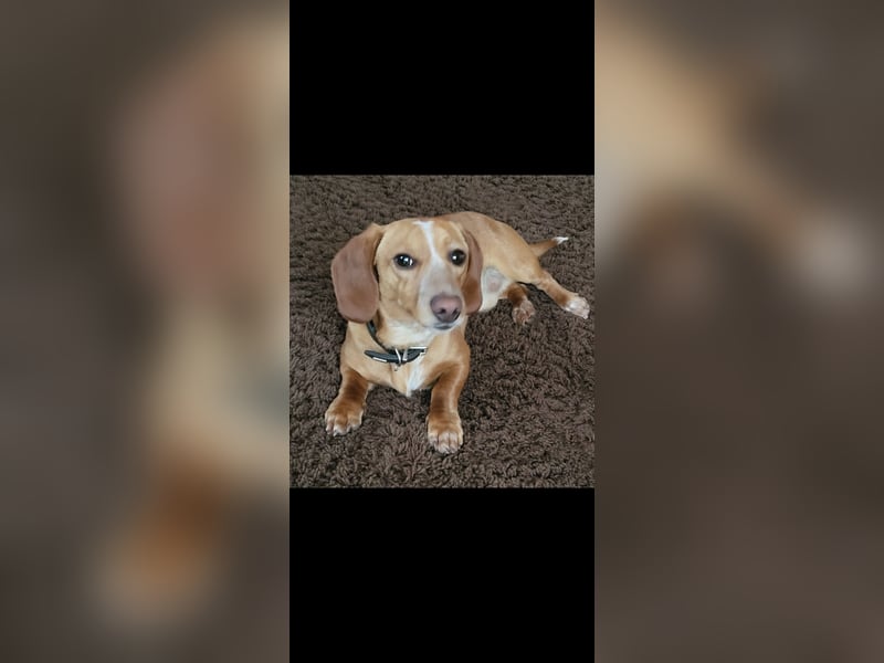 Zwergdackel Deckrüde