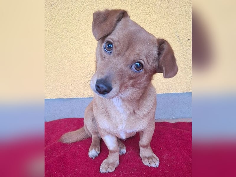 ❤️❤️❤️ süße kleine BROWNIE - 10 Monate, 23cm/7kg - Dackel-Mix