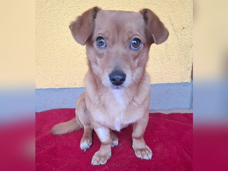 ❤️❤️❤️ süße kleine BROWNIE - 10 Monate, 23cm/7kg - Dackel-Mix