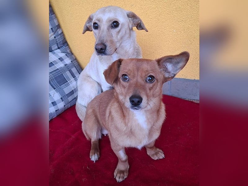 ❤️❤️❤️ süße kleine BROWNIE - 10 Monate, 23cm/7kg - Dackel-Mix